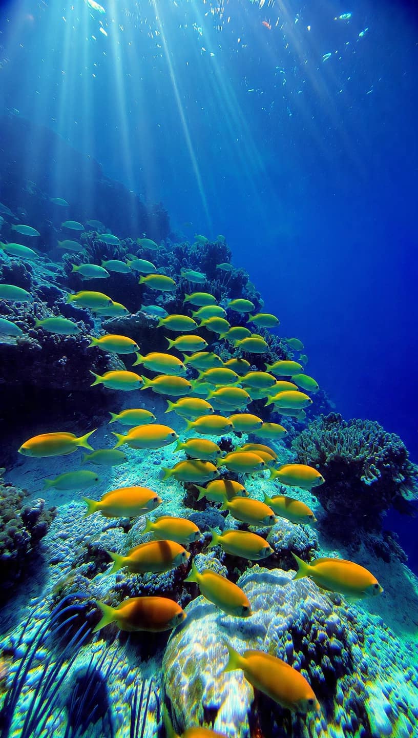 Underwater Ballet