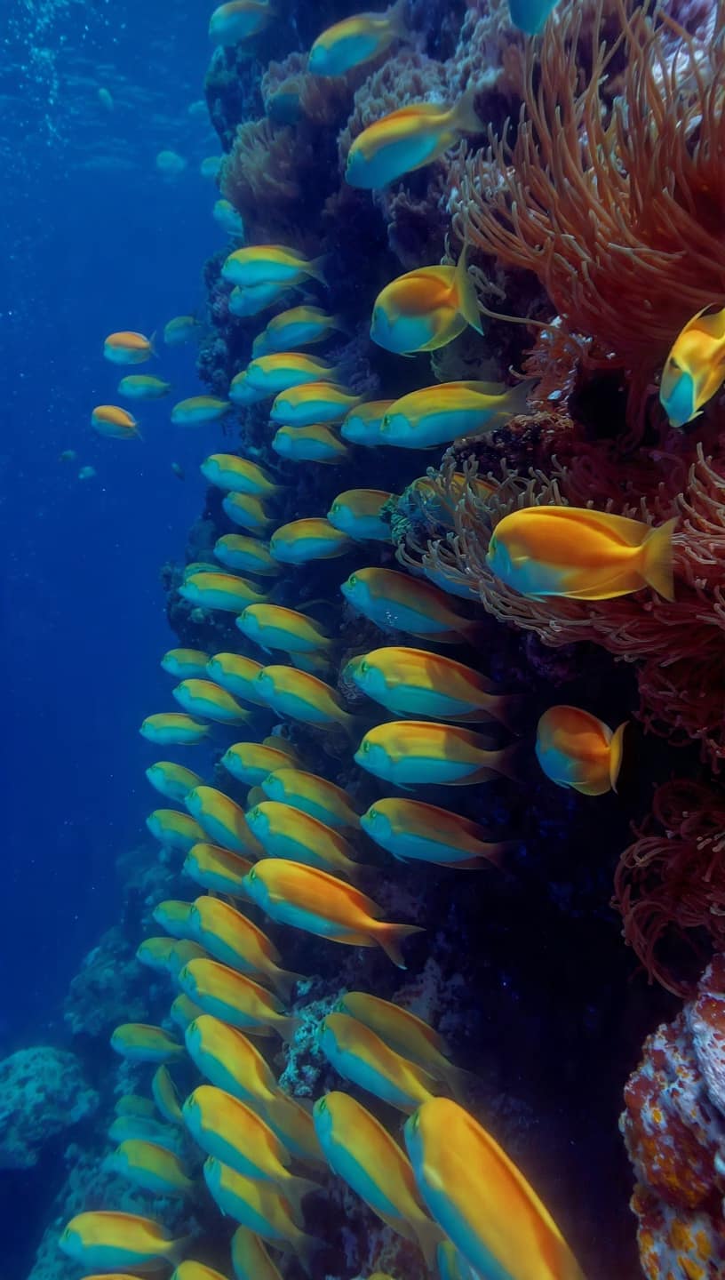 Underwater Ballet